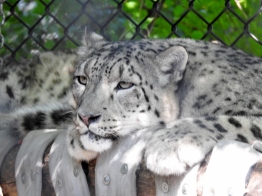Snow Leopard - Batu
