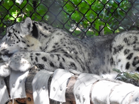 Snow Leopard Cub - either Kaash or Arka (getting big)