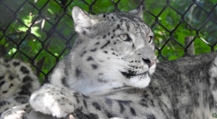 Snow Leopard Batu (the mom)